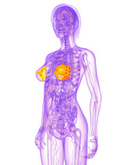 transparenter Körper mit markierten Brustdrüsen