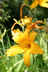 Taglilien (hemerocallis) Blüten