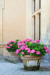 Fototapeta premium Hydrangea pots