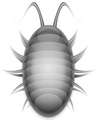 Bug Illustration