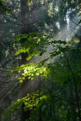 Foto op Plexiglas Sunny morning in the forest © Aleksander Bolbot