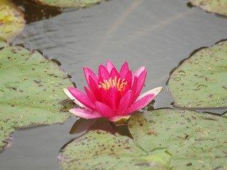 Seerose
