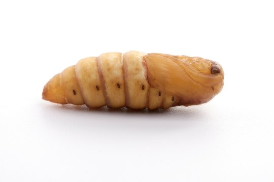 chrysalis silkworm on white background