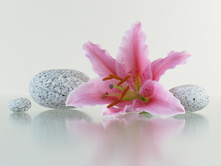 Lilie, runde Steine © Bernd S.