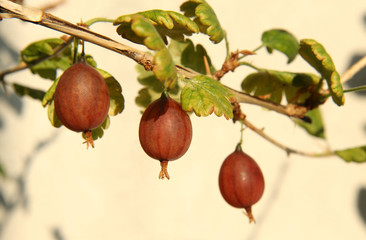 Red gooseberries on a branch of a bush