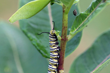 Caterpillar Monarck Butterfly