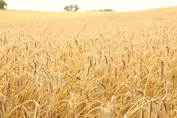 Field of rye at a sunset