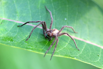 Nursery-web Spider - Pisauridae