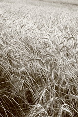 Field of rye in sepia