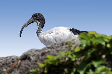Ibis sacro