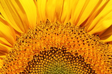 Sunflower close up