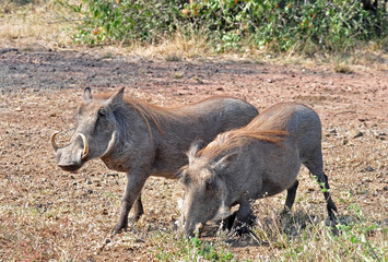 African Wildlife: Warthog