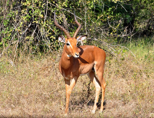 Africa Wildlife: Impala