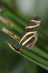 Zebrafalter