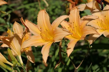 Taglilien (hemerocallis) Blüten