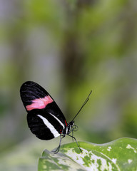 Fototapeta premium Passionsfalter