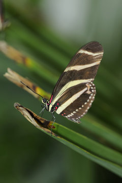 Zebrafalter