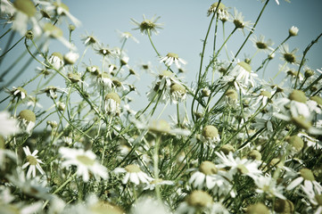 White camomile