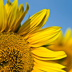 tournesol