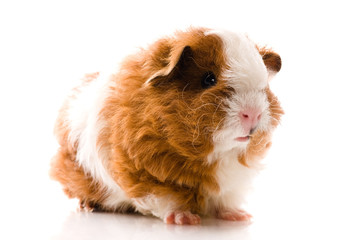 baby guinea pig. texel