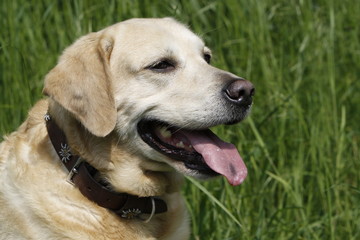 Labrador Retriever