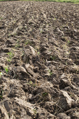 ploughed field