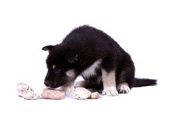 Fototapeta premium Laika Welpe schnuppert an Steine