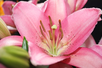 Fototapeta na wymiar Цветок розовой лилии крупным планом, фон