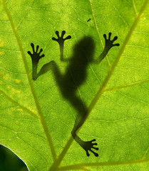 Close up of frog's shadow on leaf