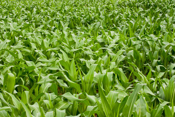 Corn field plantation