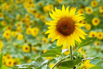 Sunflowers on a bright sunny summer day