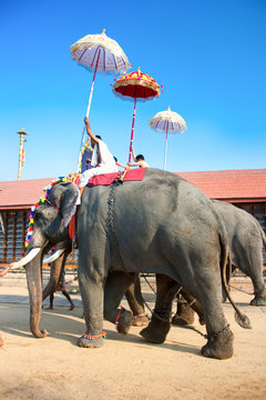 Gold caparisoned elephants in parade