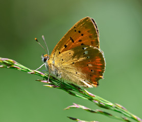 Scarce Copper Lycaena virgaureae resting on a stem of grass