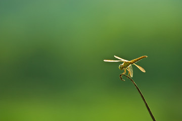 Dragon fly close up