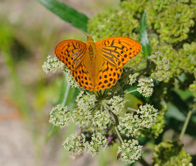 Silver-washed Fritillary butterfly Argynnis paphia