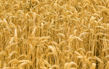 Ripe golden wheat spikes