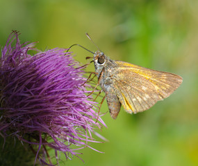 Large skipper Ochlodes venatus feeding