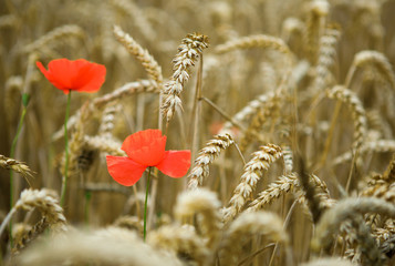 Naklejka premium Wheat spikes and beautiful blossoming poppies