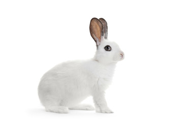 A white rabbit isolated on white background