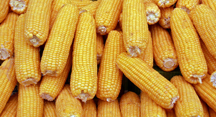 Corn