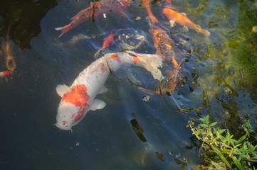 Koi