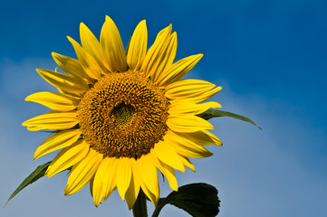Obraz premium tournesol