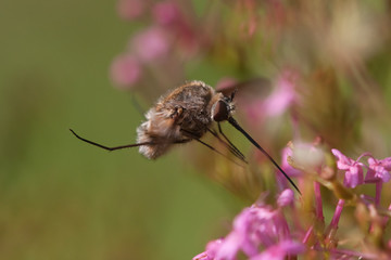 Wollschweber im Anflug auf Blüte