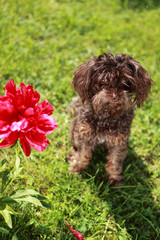 Funny brown dog with red flower