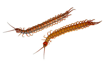 Anterior and posterior views of a brown centipede.