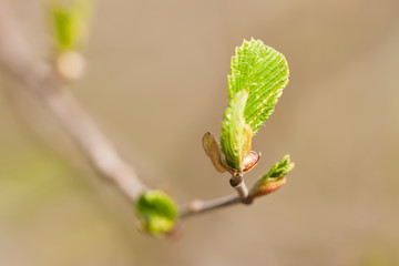 leaf