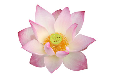lotus flower - path included