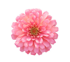 Dahlia isolated on white - path included