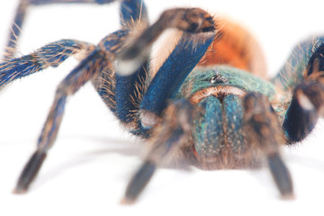 beautiful spider - 24750561