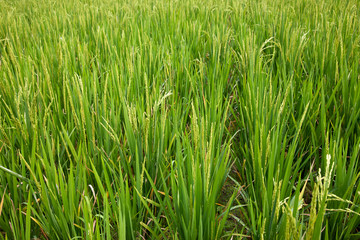 Obraz premium Rice
